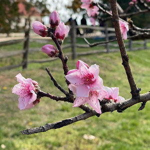 Meet your Posher, Elia